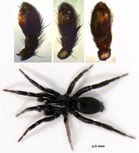 Zelotes latreillei