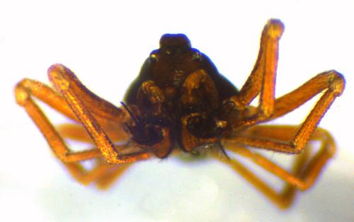 Cnephalocotes obscurus