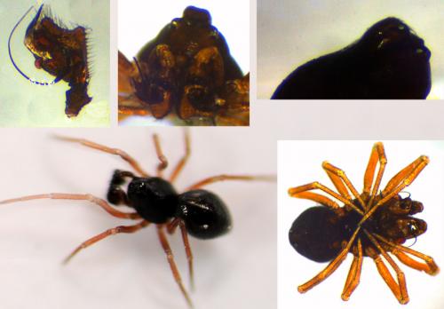 Cnephalocotes obscurus