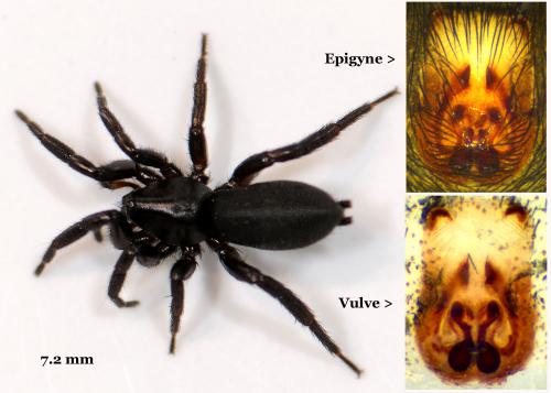 Zelotes petrensis