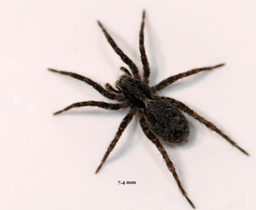 Alopecosa farinosa
