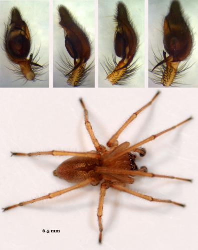 Réf. 55 088 : Cheiracanthium virescens