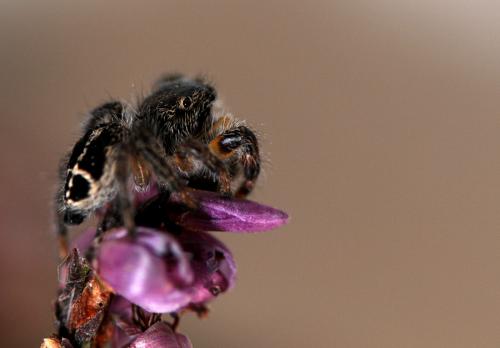 Pellenes tripunctatus