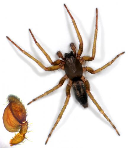 Clubiona corticalis
