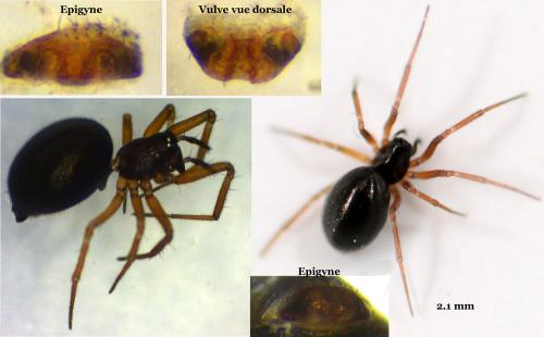 Réf. 55 192 : Agyneta rurestris