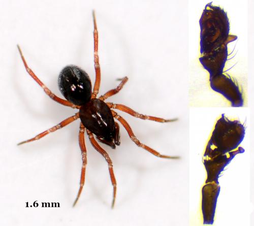Tiso vagans