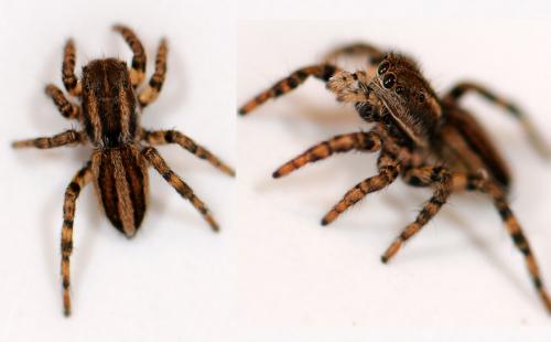 Phlegra fasciata