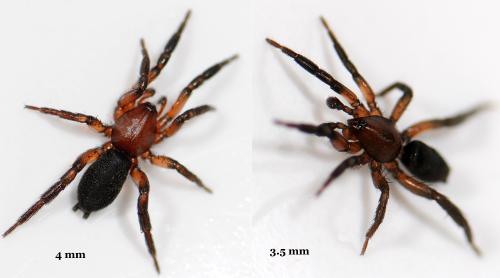 Zelotes electus