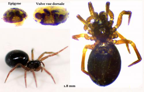 Réf. 55 688 : Trichopterna cito