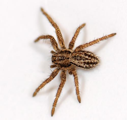 Réf. 55 893 : Thanatus striatus