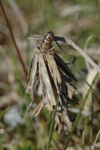 Réf. 55 825 : Canephora hirsuta