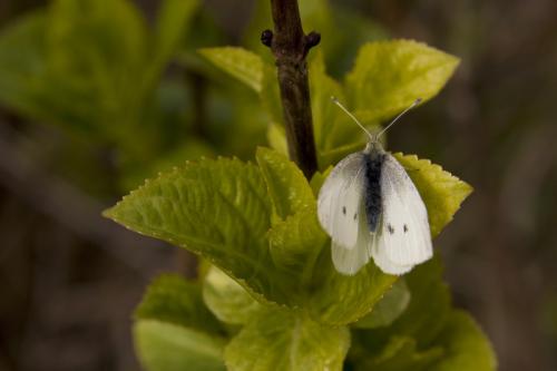 Pieris rapae