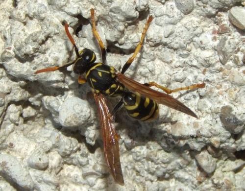 Polistes dominula