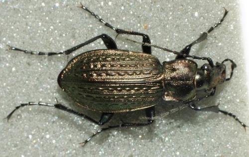 Carabus granulatus