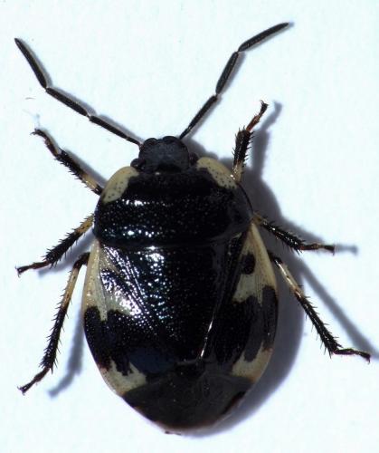 Tritomegas rotundipennis