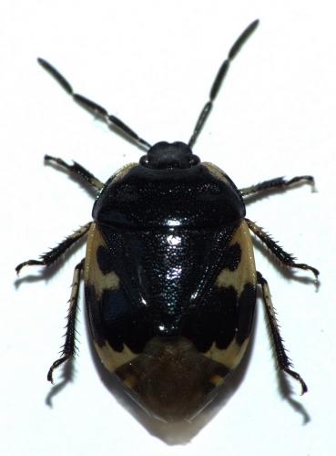 Réf. 55 762 : Tritomegas bicolor
