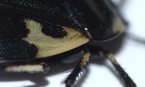 Tritomegas bicolor