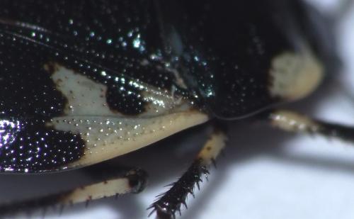 Tritomegas rotundipennis