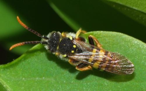 Nomada sp.