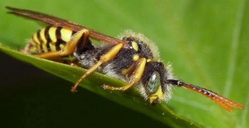 Nomada sp.