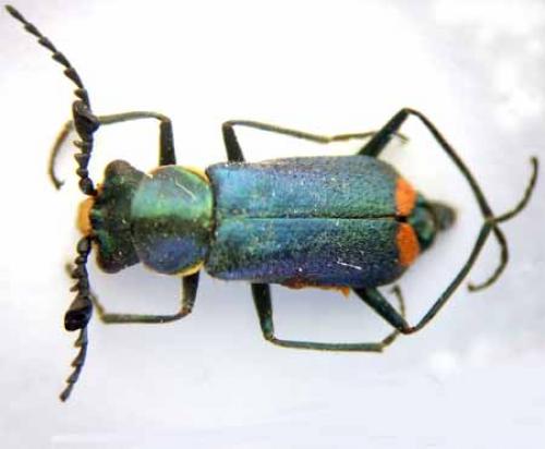 Ceratistes dentifrons