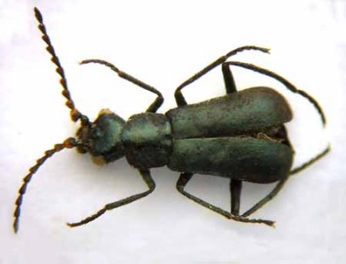 Micrinus heteromorphus