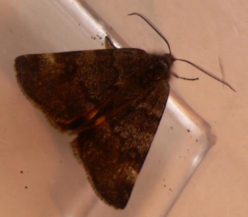 Boudinotiana notha