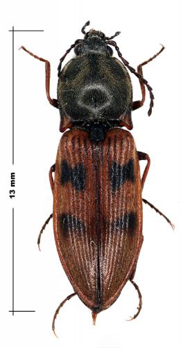Pseudanostirus sp.