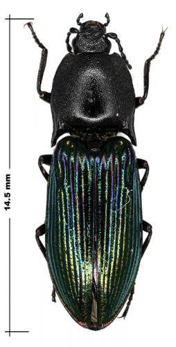 Selatosomus sp.