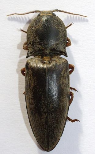 Lanelater luridus