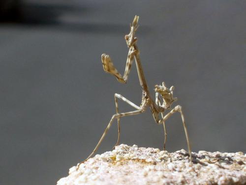 Réf. 55 350 : Empusa pennata