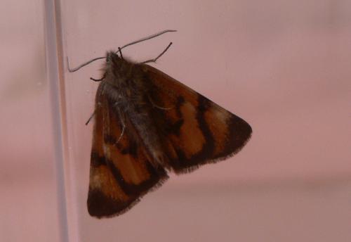 Boudinotiana notha