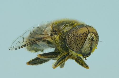 Eristalinus aeneus