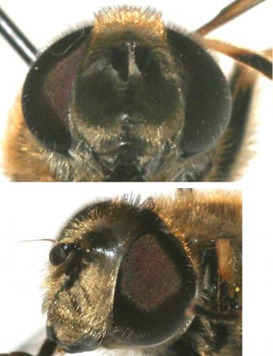 Eristalis arbustorum