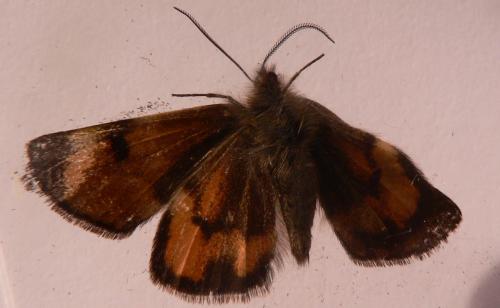 Boudinotiana notha