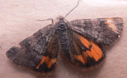 Boudinotiana notha