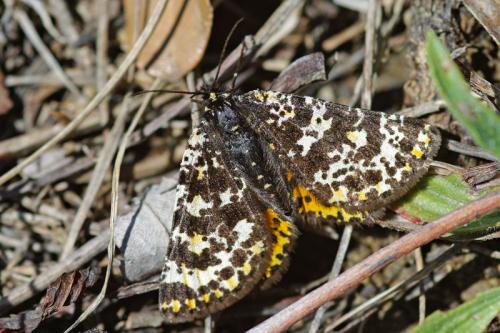 Eurranthis plummistaria