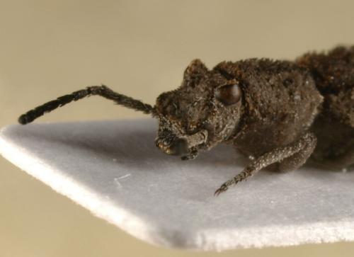 Ossiporis sp.