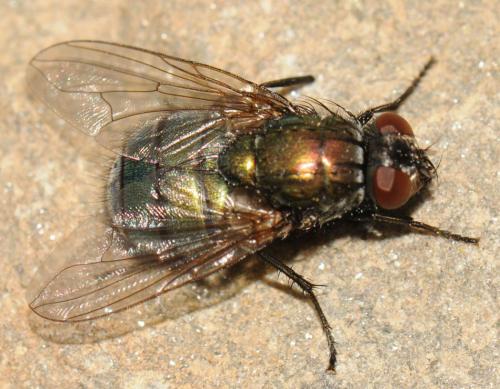 Réf. 55 855 : Eudasyphora cyanella