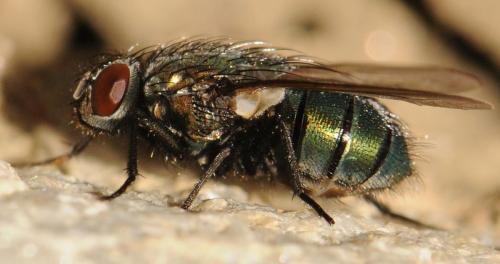 Réf. 55 856 : Eudasyphora cyanella