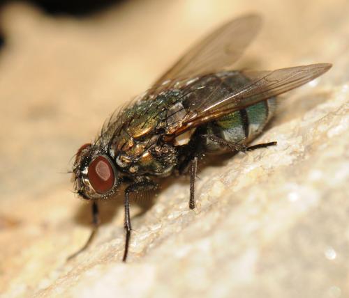 Réf. 55 857 : Eudasyphora cyanella