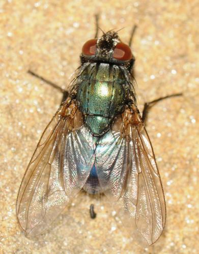 Réf. 55 853 : Eudasyphora cyanella