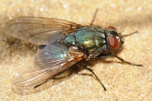 Réf. 55 854 : Eudasyphora cyanella