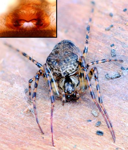 Réf. 55 942 : Metellina merianae