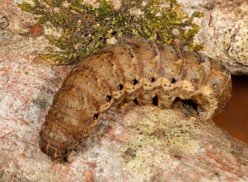 Noctua sp.