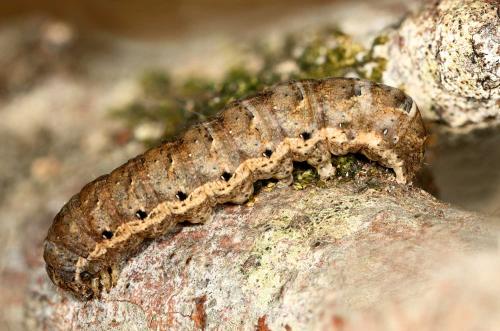 Noctua sp.