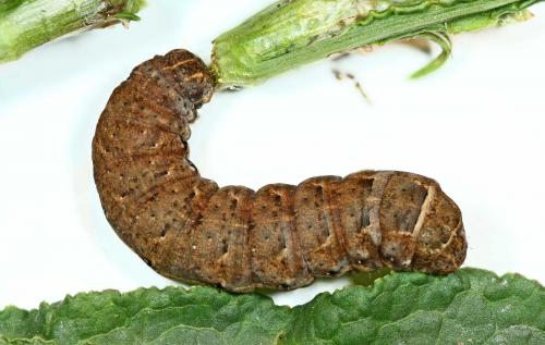 Noctua sp.