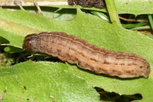 Xestia xanthographa