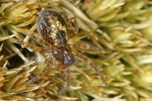 Amaurobius sp.