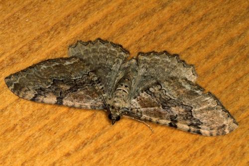Hydria cervinalis